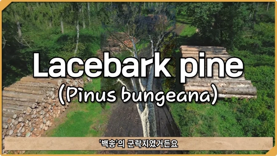 전투 한 번 없었는데 사망자가 있었던 전쟁.jpg_18.webp