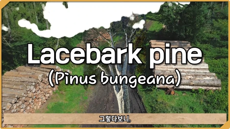 전투 한 번 없었는데 사망자가 있었던 전쟁.jpg_19.webp