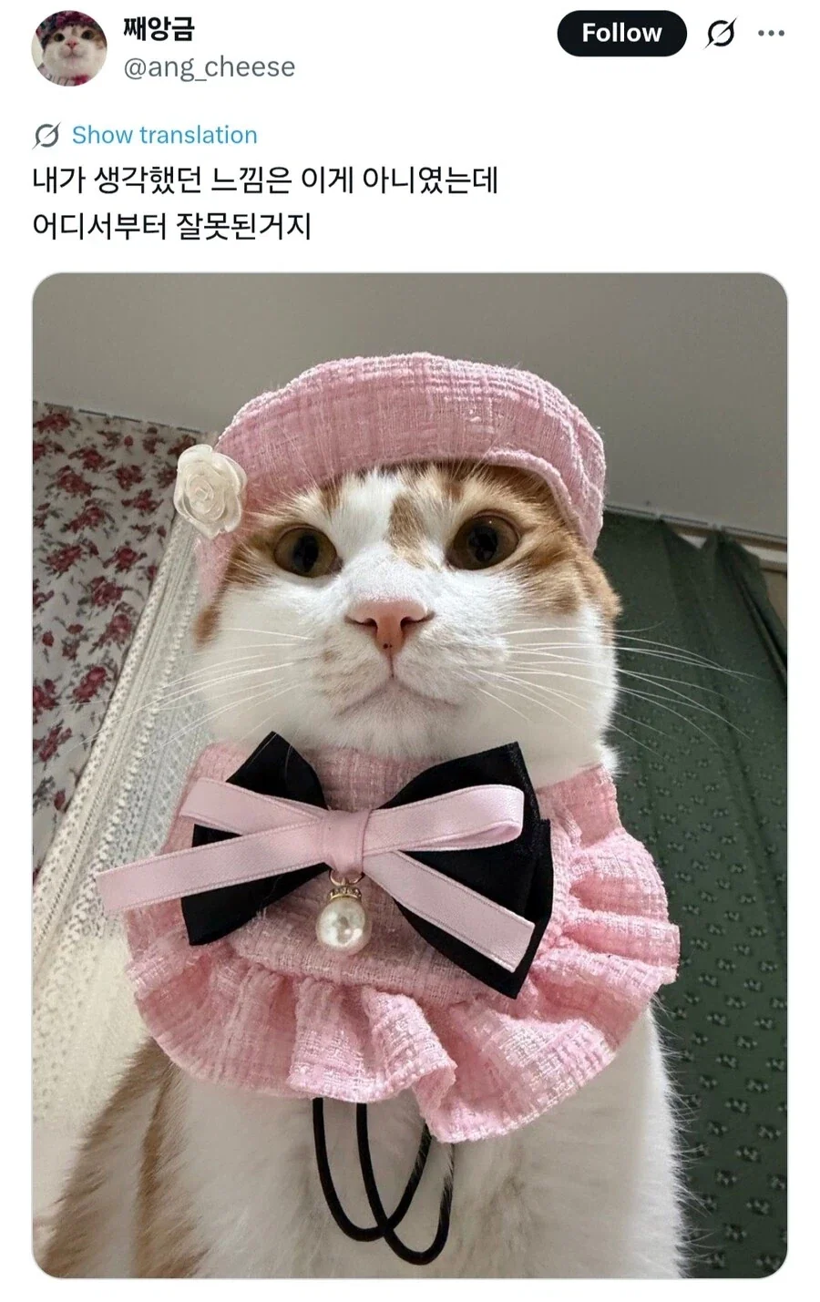고양이 *심한 모욕*_1.webp