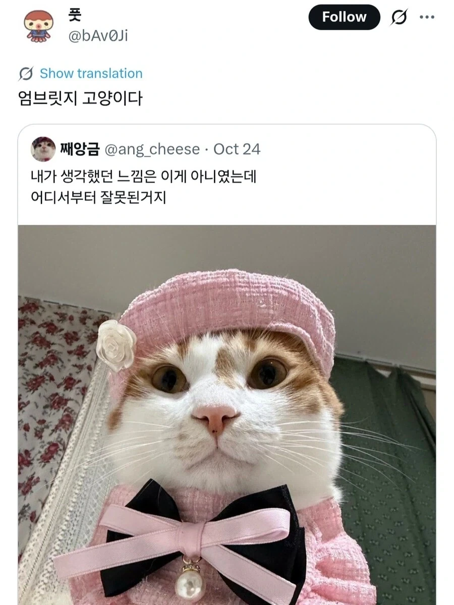 고양이 *심한 모욕*_2.webp