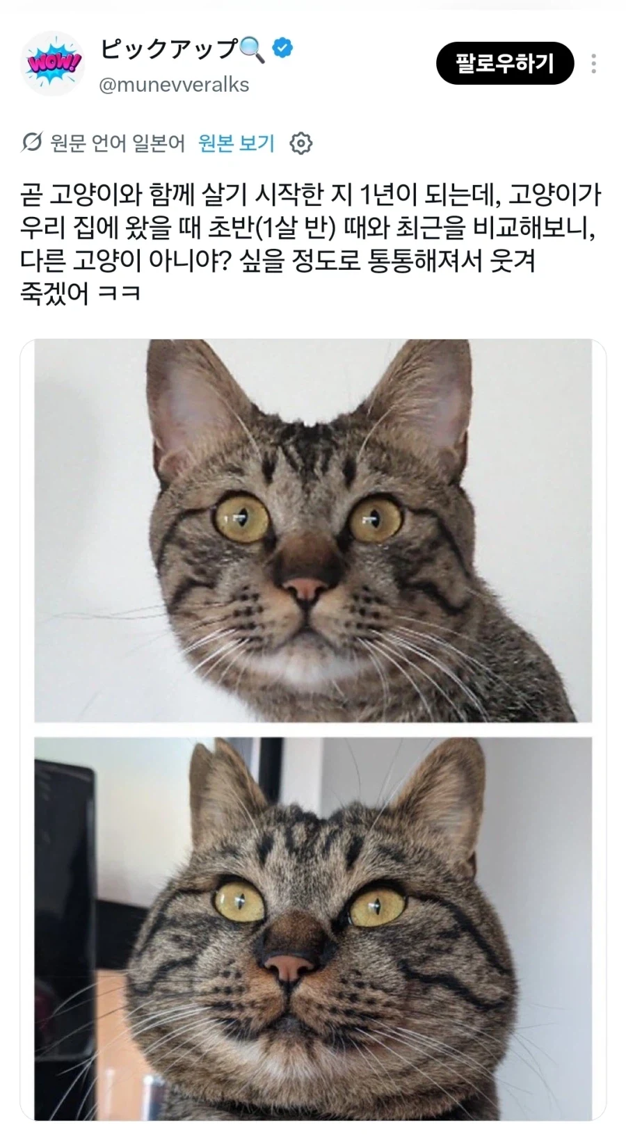 길에서 주운 고양이 확대과정_1.webp