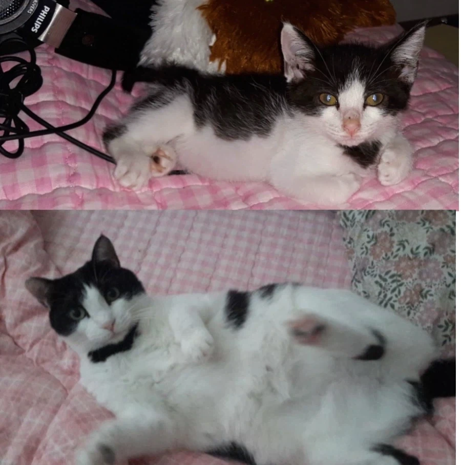 길에서 주운 고양이 확대과정_4.webp