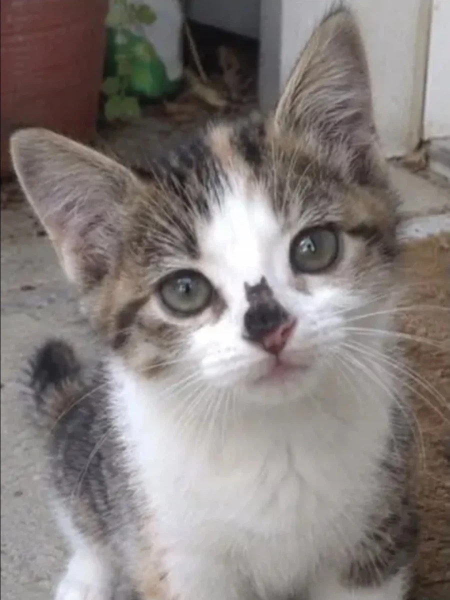 고양이 안에 고양이.jpg_1.webp