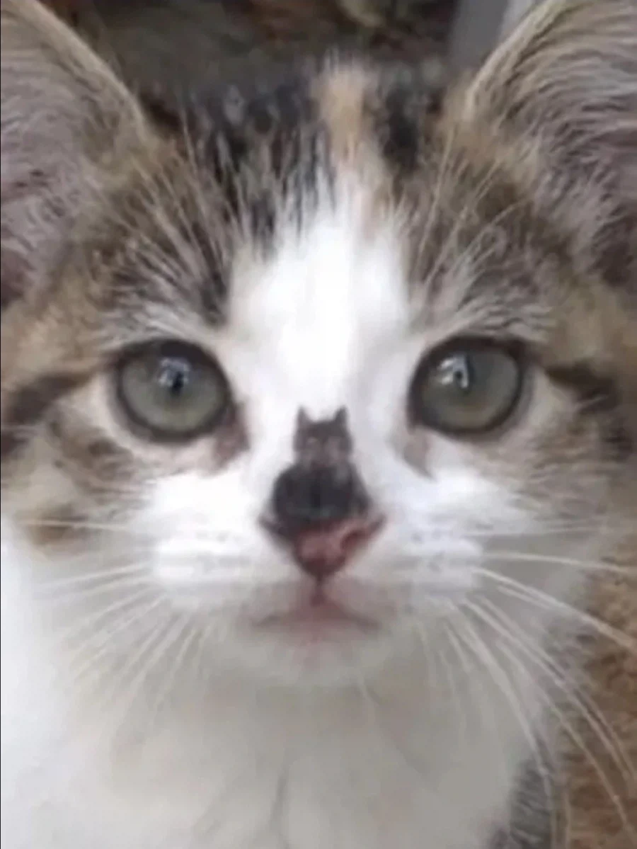 고양이 안에 고양이.jpg_2.webp