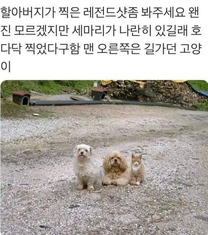 레전드 사진. jpg_1.webp