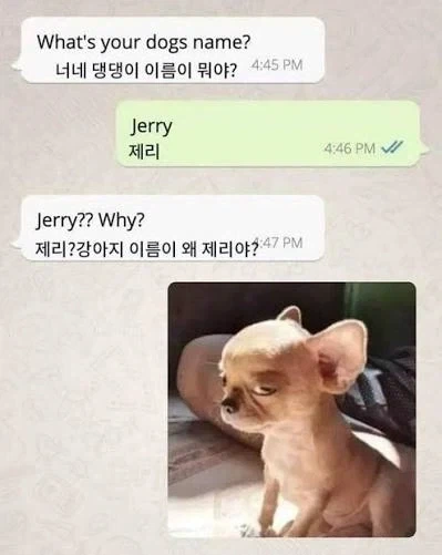 개 이름이 제리라고 왜?_1.webp