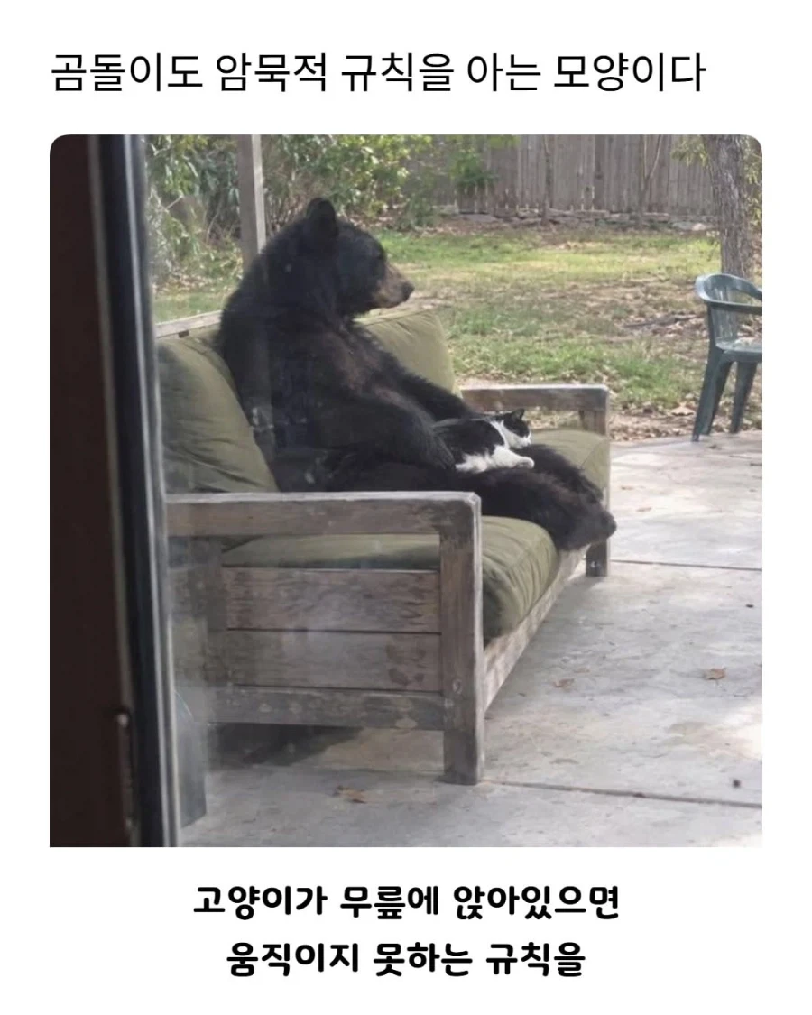 야생곰도 알고있는 암묵적 규칙_1.webp