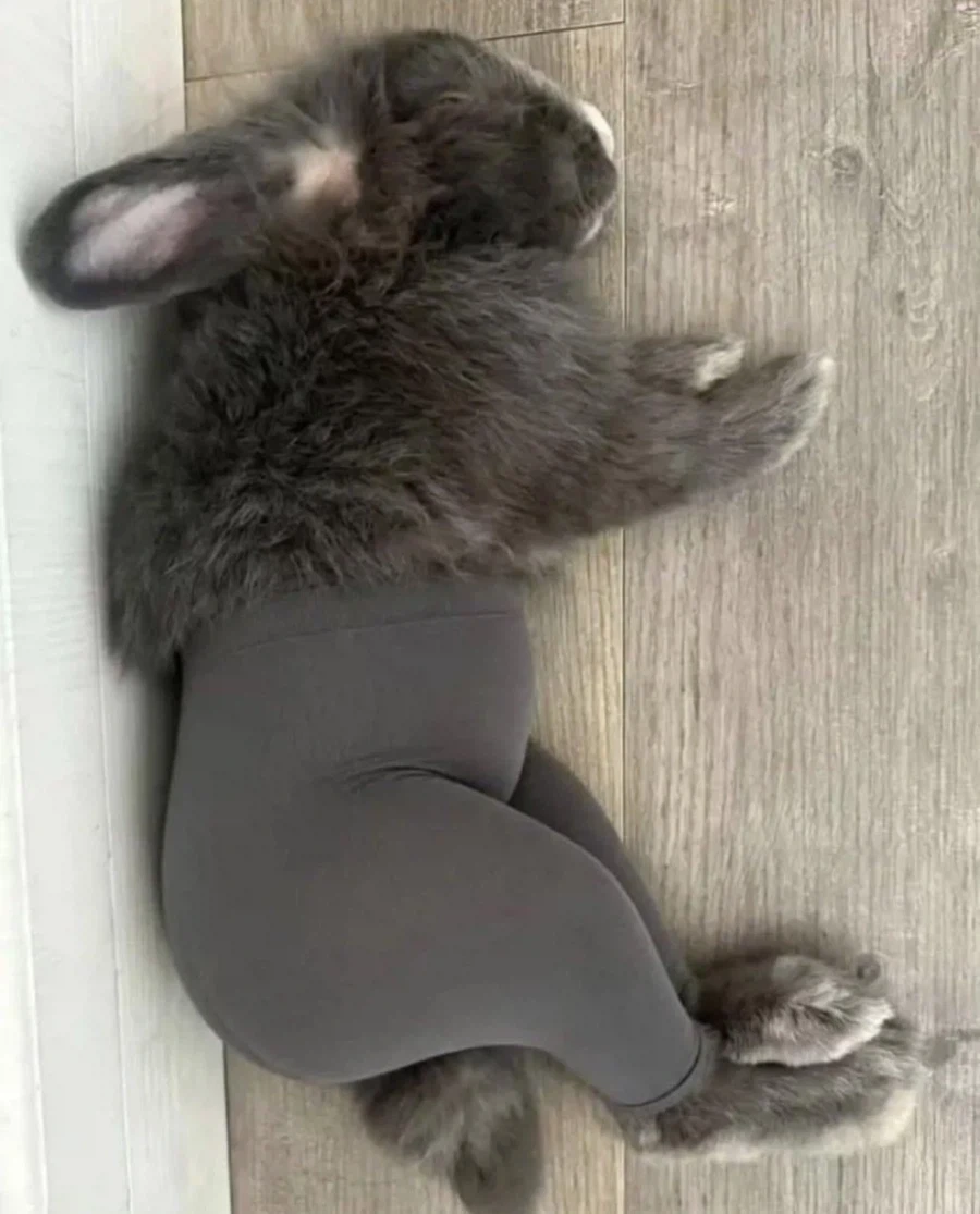 이런 토끼가 뭐가 좋다고..._2.webp