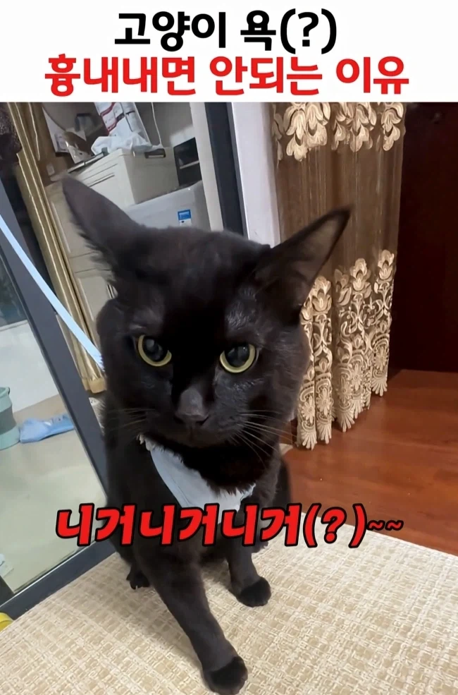 고양이 욕 흉내내면 안되는 이유ㅋㅋㅋㅋㅋㅋ_1.webp