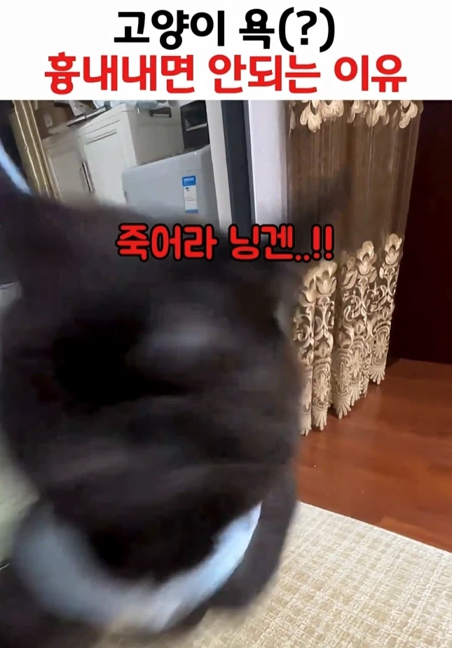 고양이 욕 흉내내면 안되는 이유ㅋㅋㅋㅋㅋㅋ_2.webp