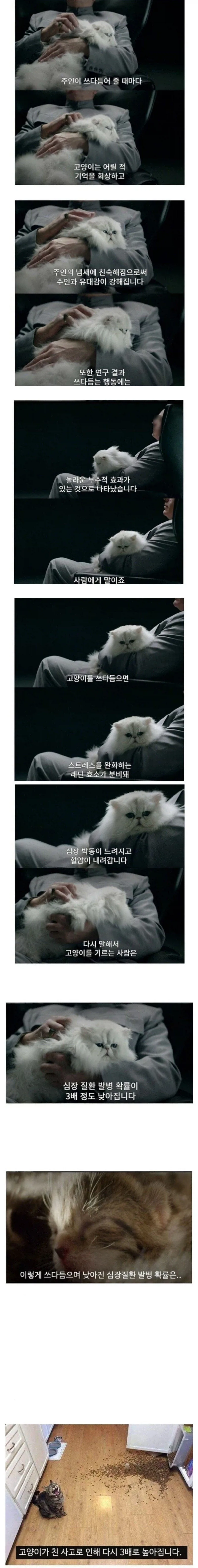 고양이를 쓰다듬으면 발생하는 신체의 변화_1.webp