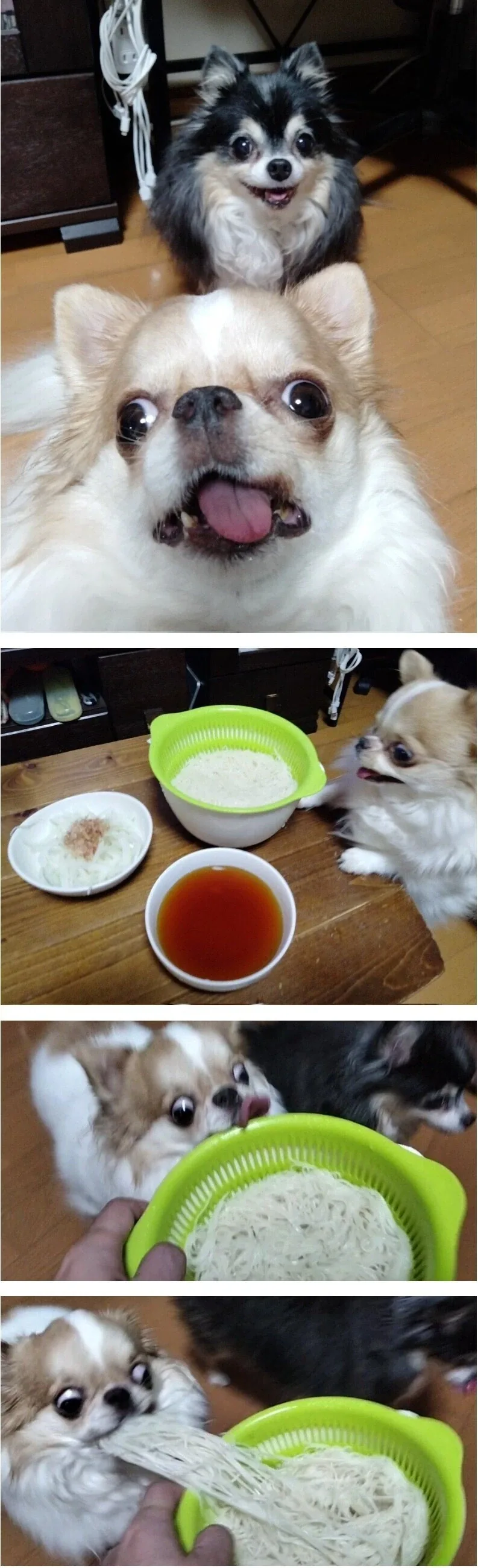 음식만 보면 눈돌아가는 치와와_1.webp