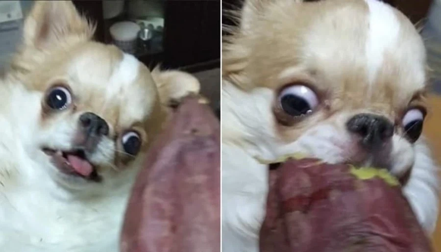음식만 보면 눈돌아가는 치와와_6.webp