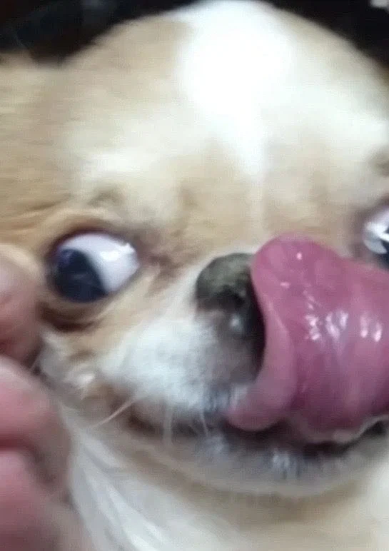 음식만 보면 눈돌아가는 치와와_8.webp