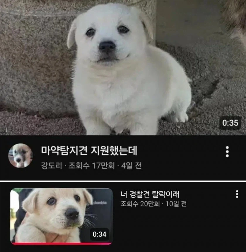 취업 준비중인 강아지_1.webp