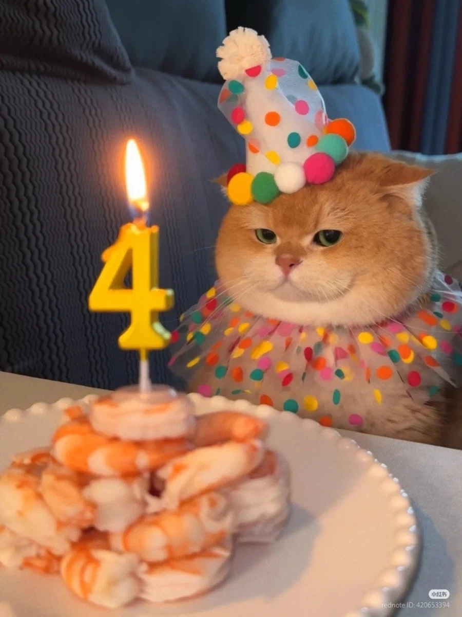 고양이: 4살 생일이고 뭐고 빨리 새우부터 먹읍시다_1.webp