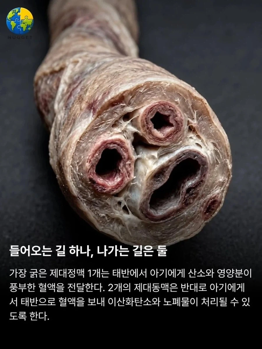 탯줄이야기._2.webp
