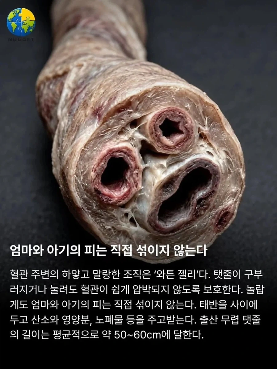 탯줄이야기._3.webp