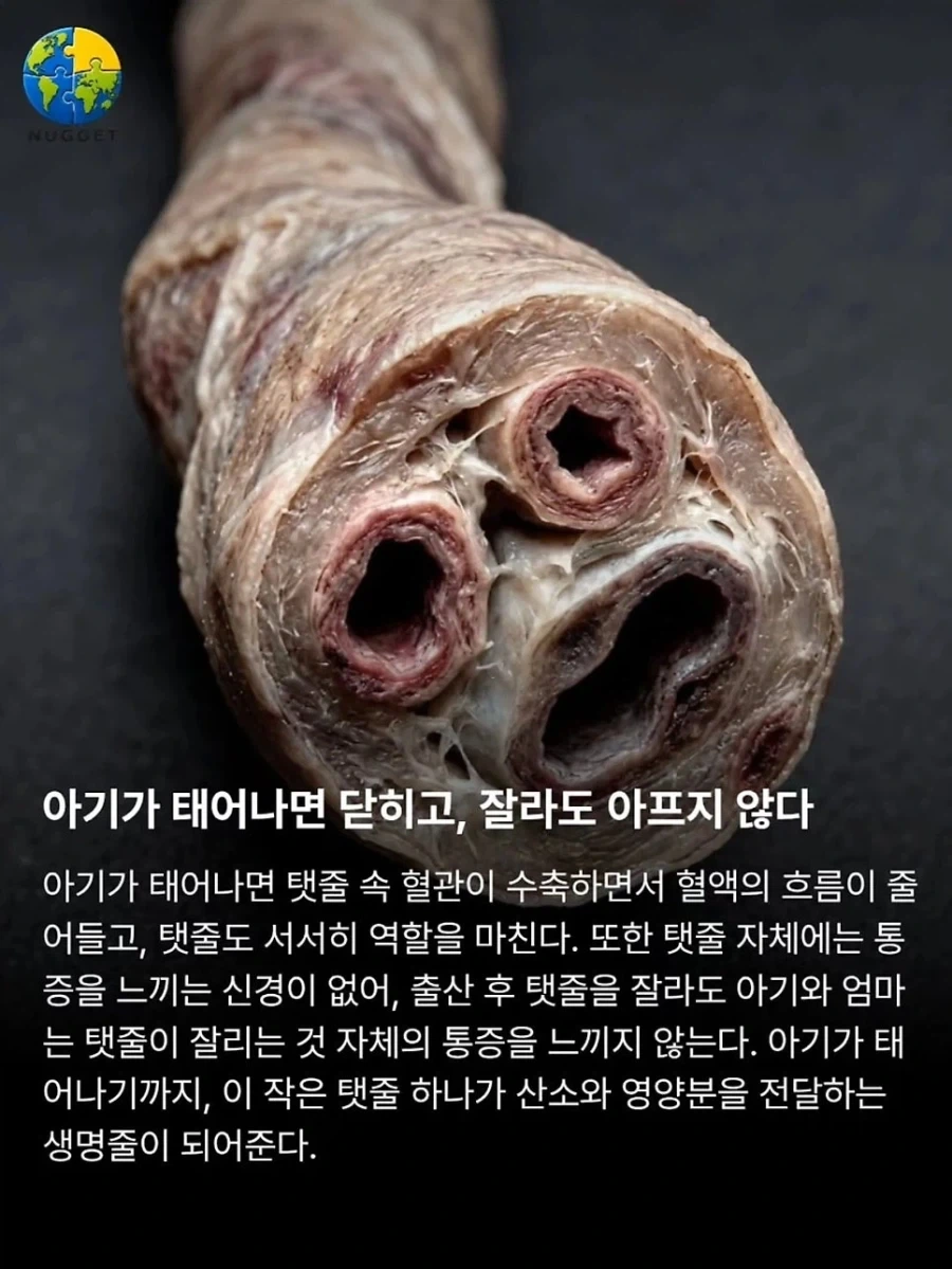 탯줄이야기._4.webp