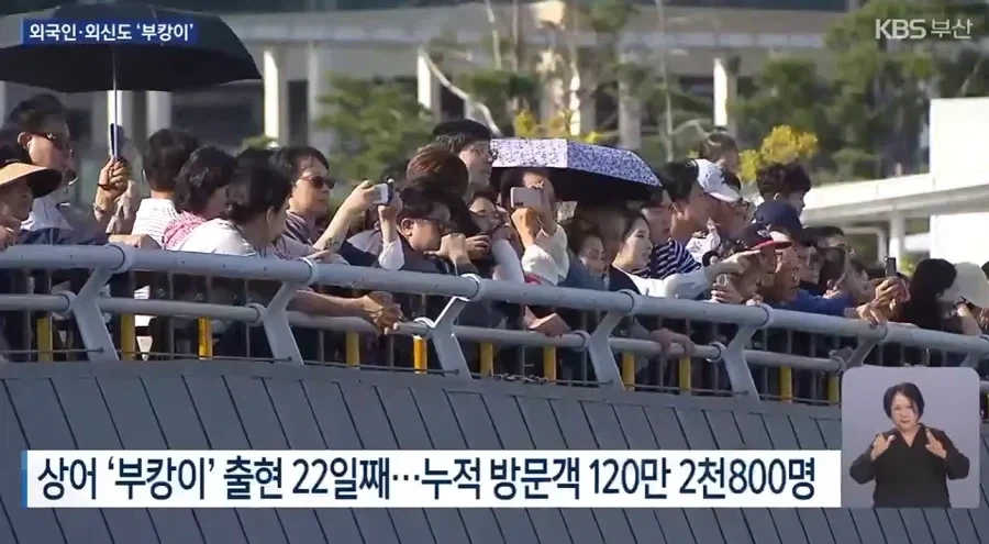 여수박람회 30일 VS 부캉이 22일의 대결.jpg_6.webp