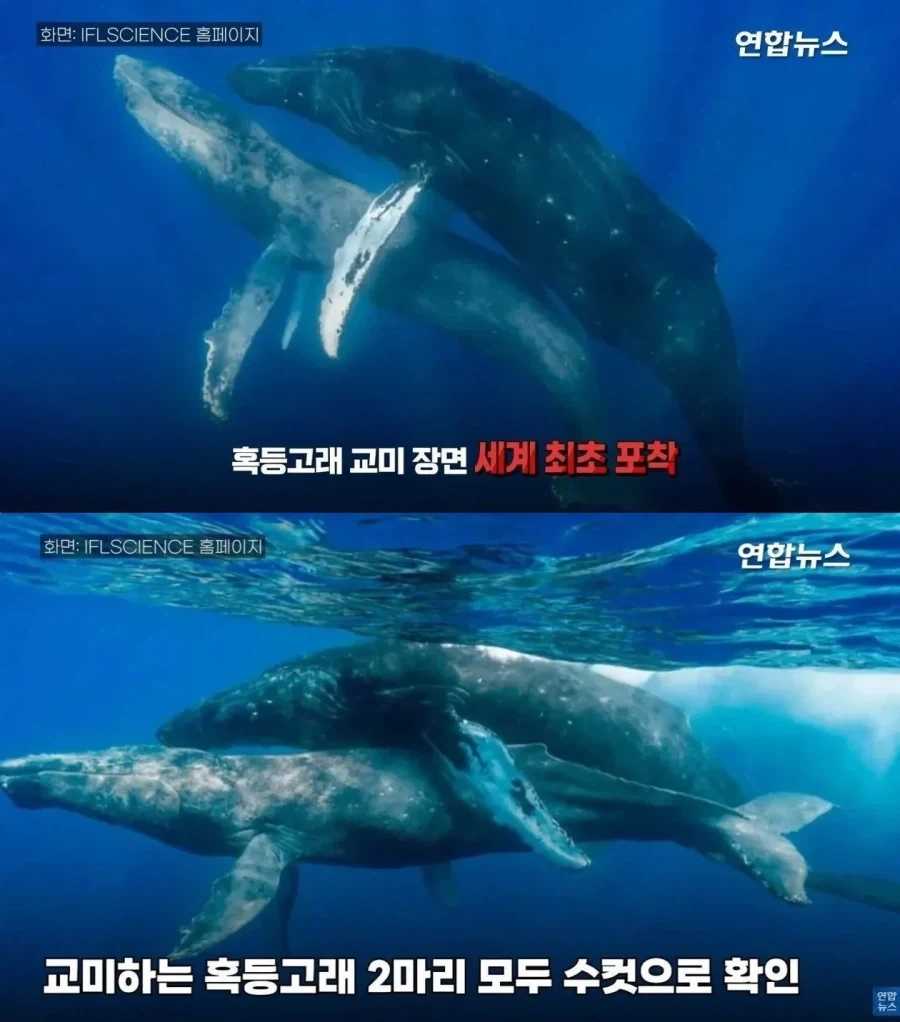 세계 최초 포착_1.webp
