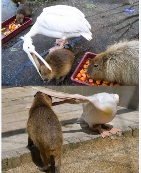 펠리컨은 입에 들어가는건 전부 삼키고 보기 때문에_1.webp