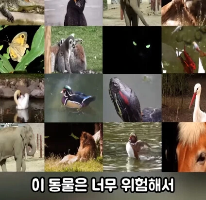 세상에서 가장 위험한 동물_2.jpg