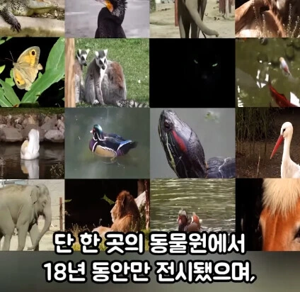 세상에서 가장 위험한 동물_3.jpg