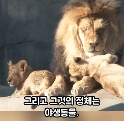 세상에서 가장 위험한 동물_14.jpg