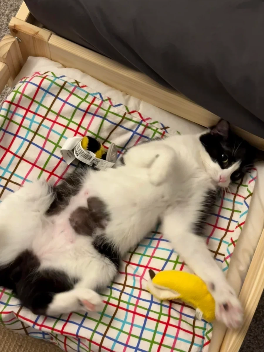 이케아 고양이 침대_9.webp