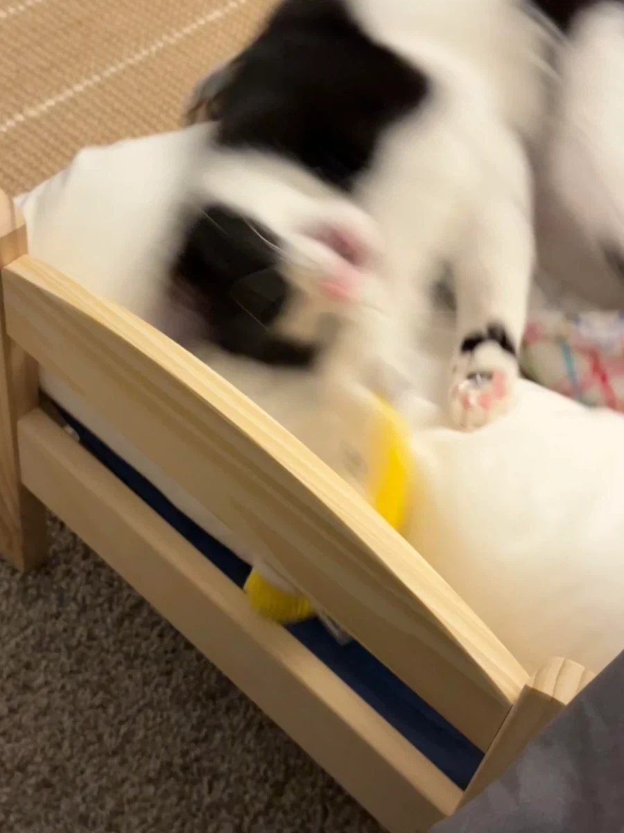 이케아 고양이 침대_11.webp