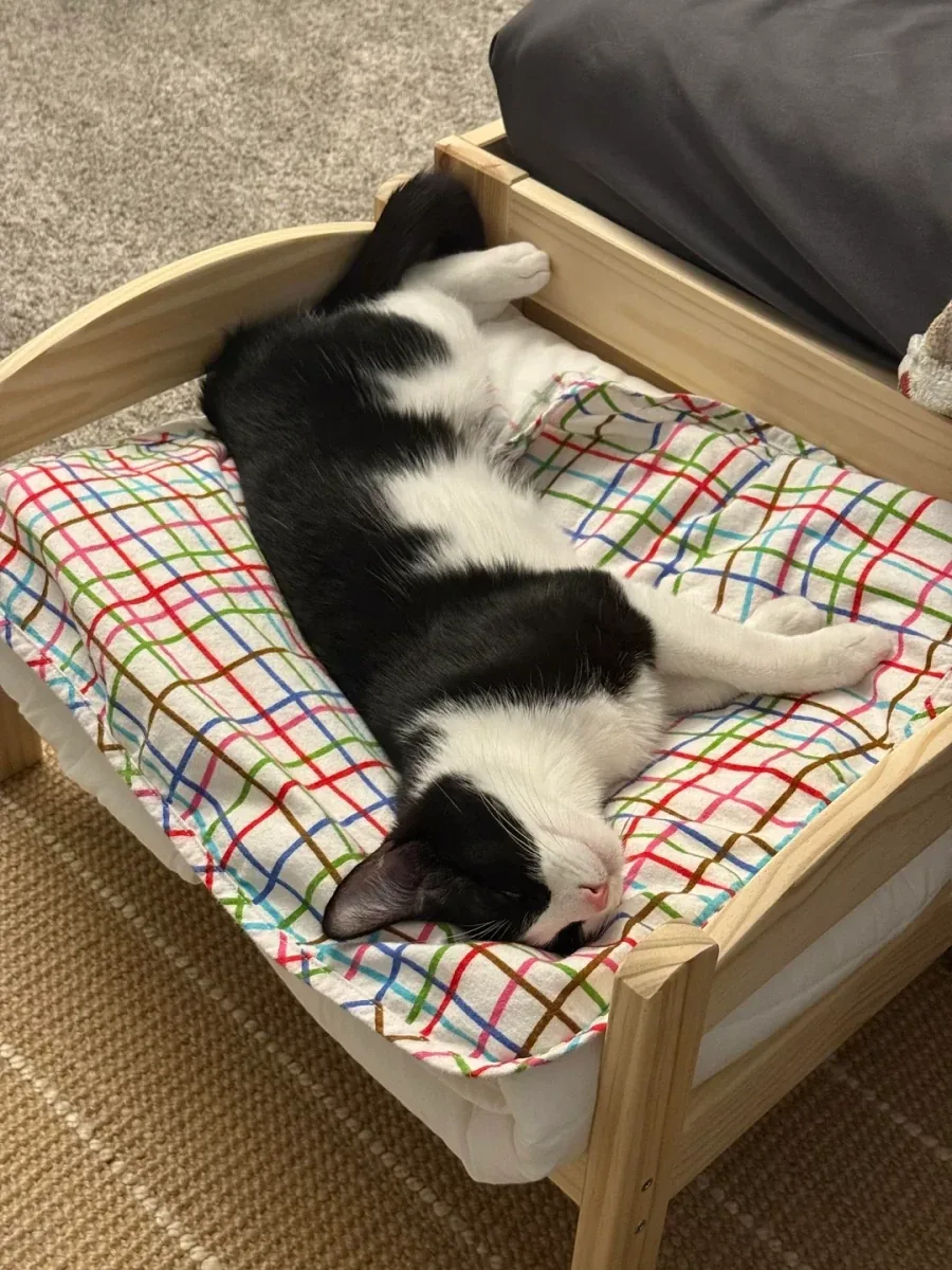 이케아 고양이 침대_12.webp