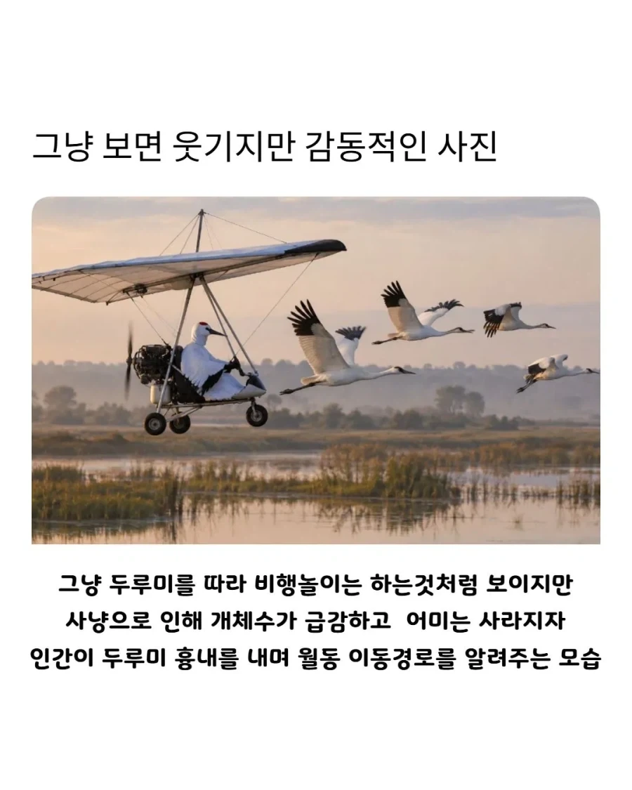 그냥 보면 웃기지만 알고 보면 감동적인 사진_1.webp
