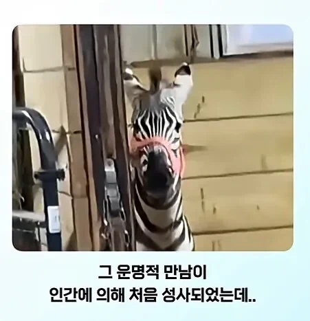말과 얼룩말의 만남.jpg_2.webp