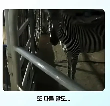 말과 얼룩말의 만남.jpg_4.webp