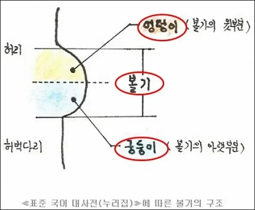 엉덩이와 궁둥이의 차이.jpg_1.webp
