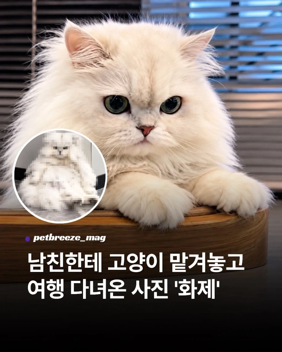 남친에게 고양이 맡겨놓고 여행 다녀온 사진 화제..._1.webp