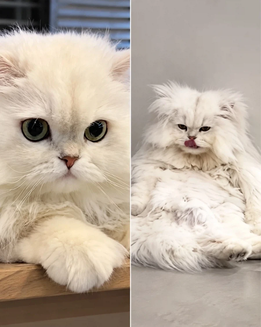 남친에게 고양이 맡겨놓고 여행 다녀온 사진 화제..._5.webp