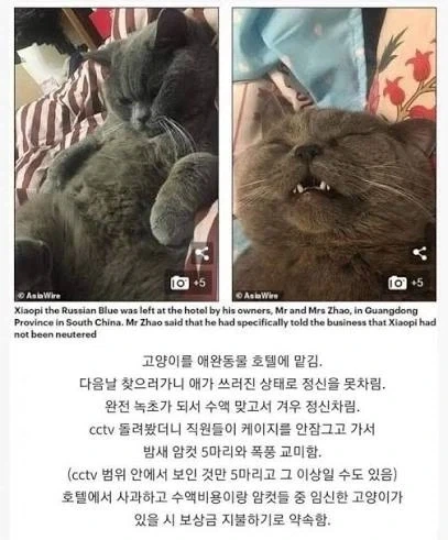 어느 수컷 고양이의 알파메일 호텔 체험기_1.webp