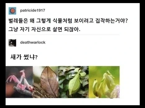 벌레들은 왜 그렇게 식물처럼 보이려고 애 씀?_1.webp