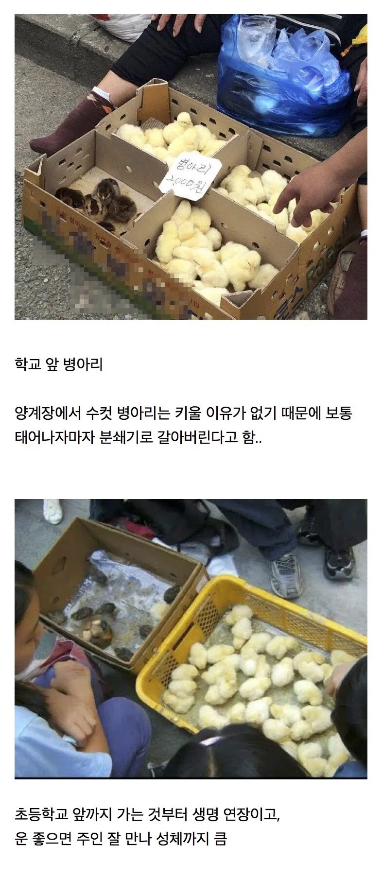 의외로 동물복지였던 것.jpg_1.webp