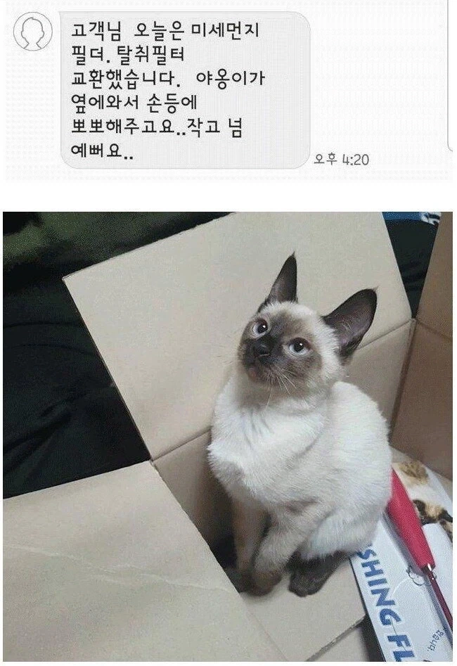 기사님 손등에 뽀뽀해준 샴고양이_1.webp