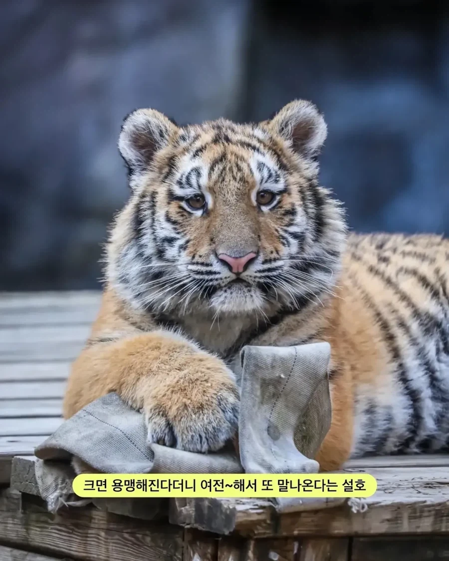 가족들과 다른 외모.jpg_2.webp