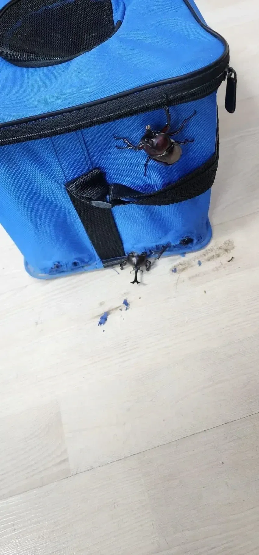 장수풍뎅이를 가방에 넣으면 안되는 이유.jpg_3.webp