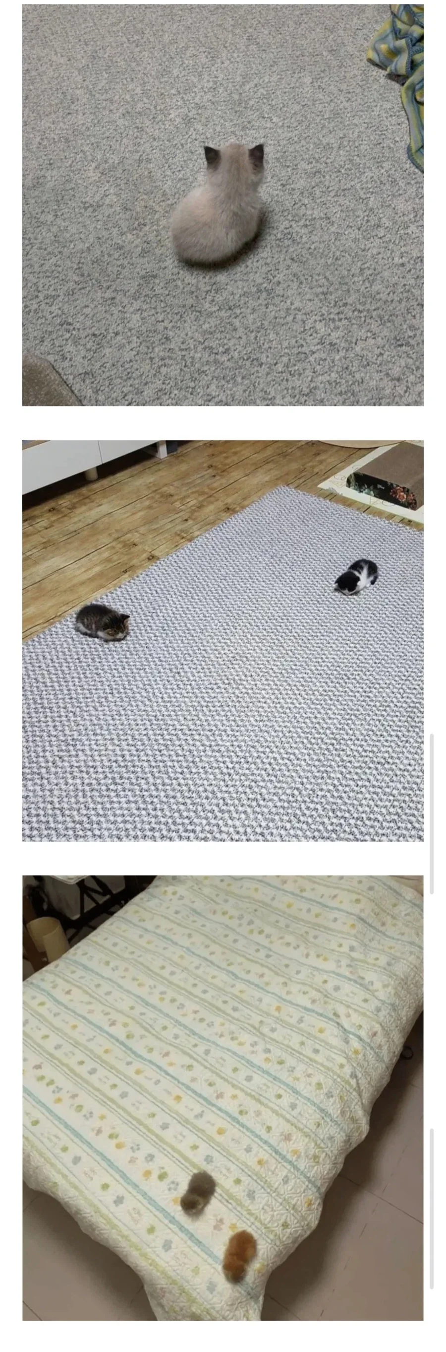 새끼 고양이 크기 딱 요만함_1.webp