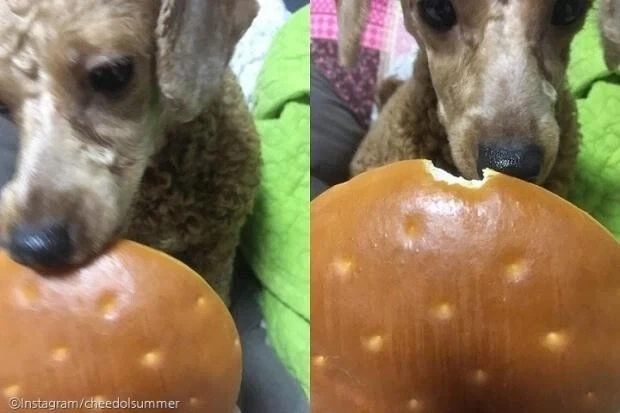 강아지의 하찮은 한입만.jpg_1.webp