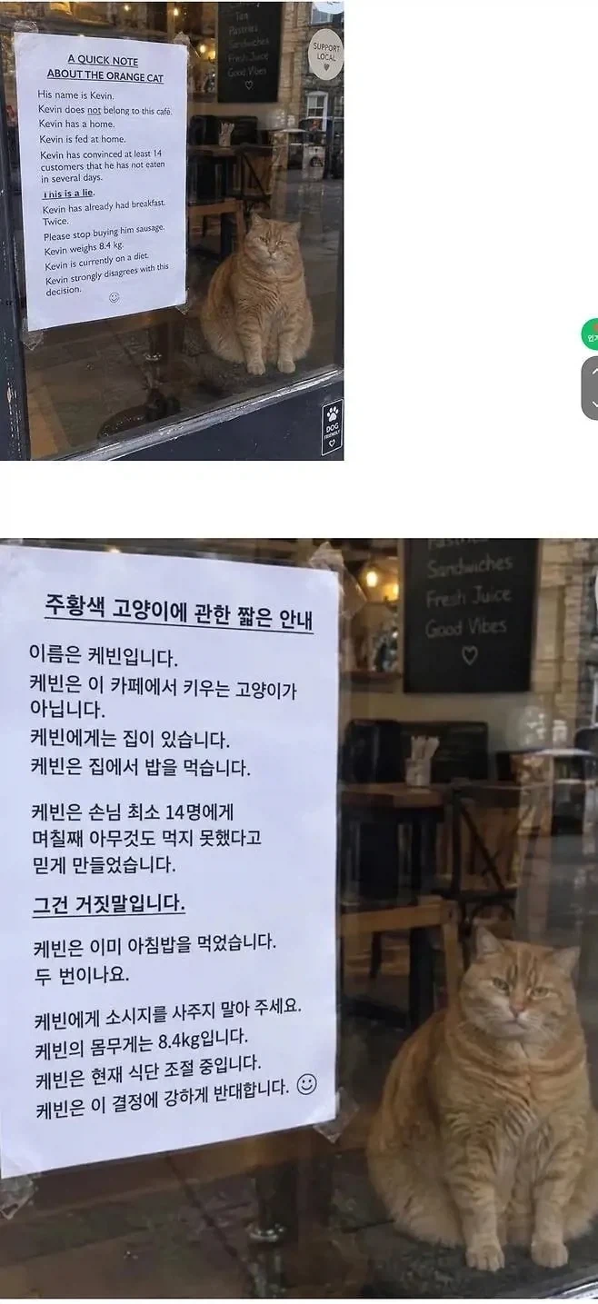 아무것도 못 먹은 척 손님 14명을 속인 고양이.jpg_1.webp