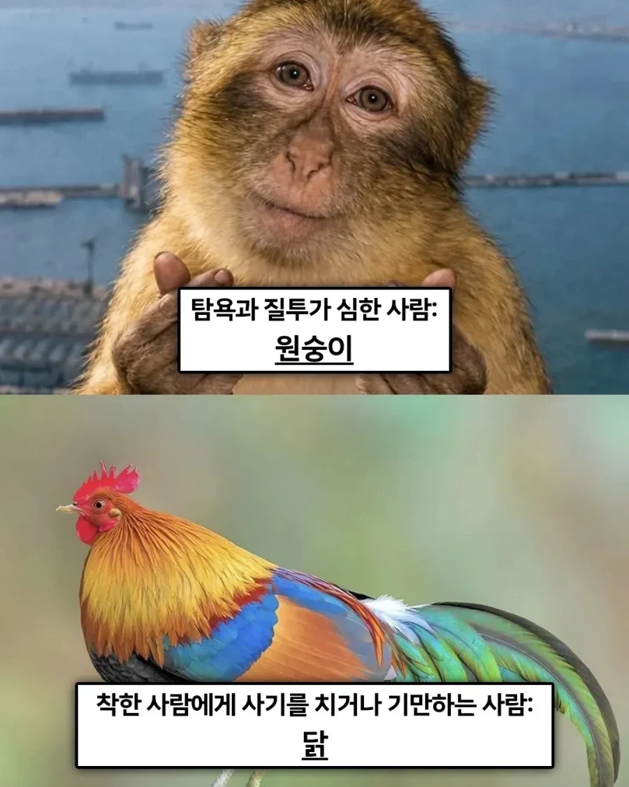 불교에선 죄업을 쌓으면 동물로 환생한다고 한다._1.webp