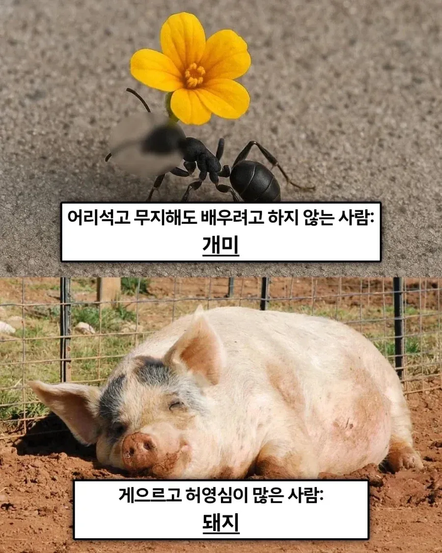 불교에선 죄업을 쌓으면 동물로 환생한다고 한다._2.webp