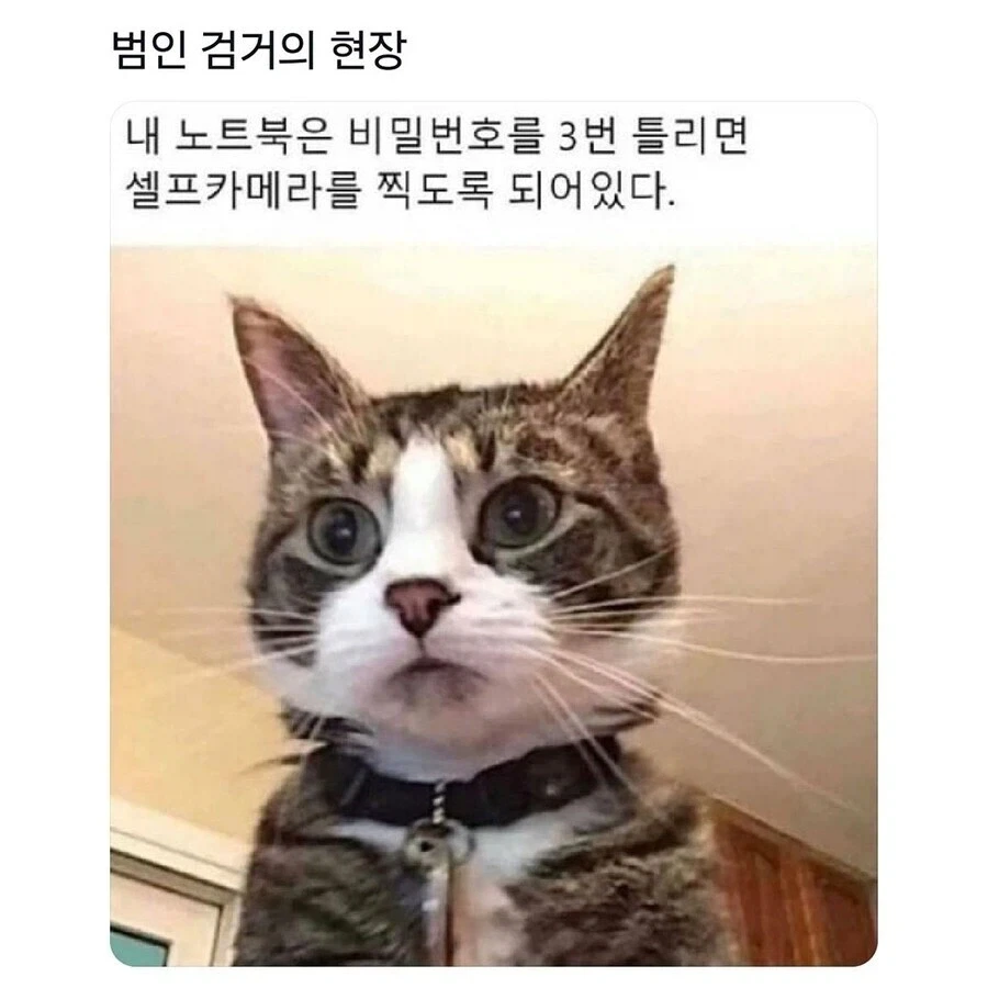 범인(?) 검거 현장.jpg_1.webp